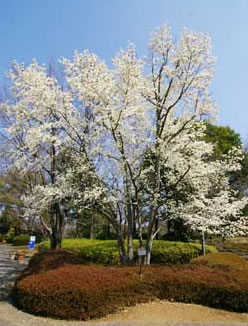 こぶしの花満開