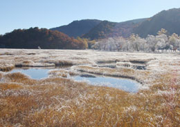 尾瀬ヶ原の池糖